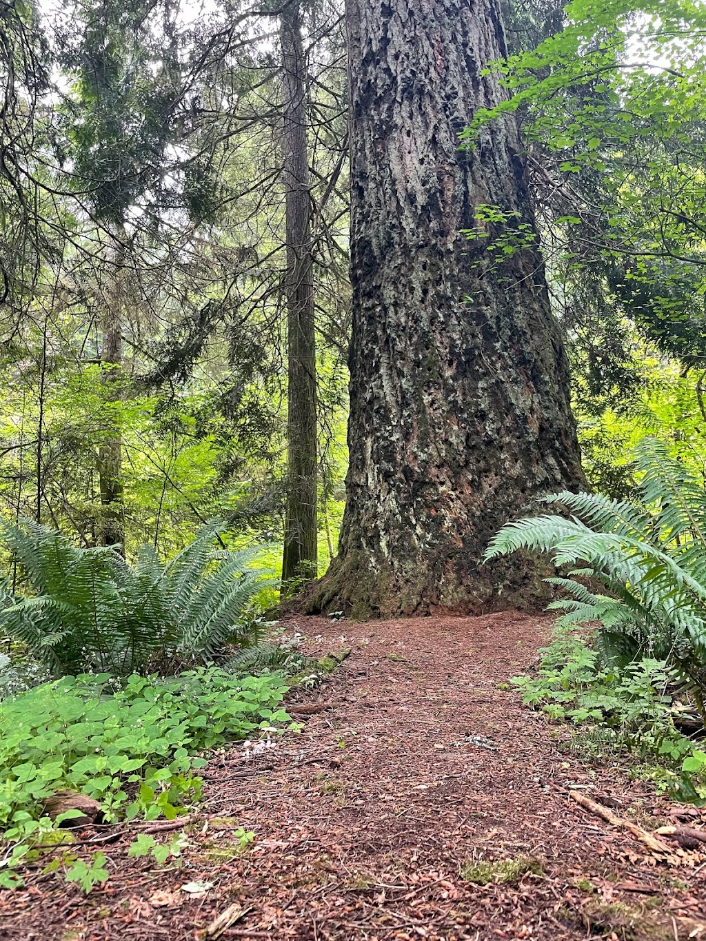 Highpoint Trailhead | Parking lot, 26415 SE 79th St, Issaquah, WA 98027, USA | Phone: (206) 625-1367