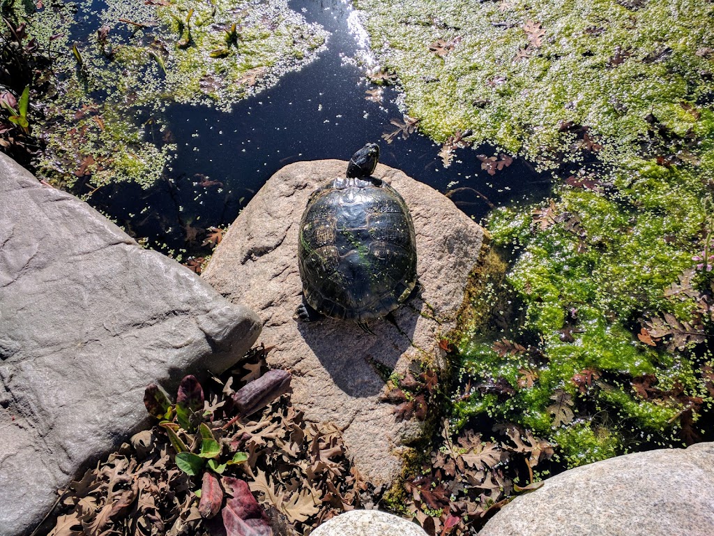 Irvine Valley College BEES Garden | 5500 Irvine Center Dr, Irvine, CA 92618, USA | Phone: (949) 451-5100