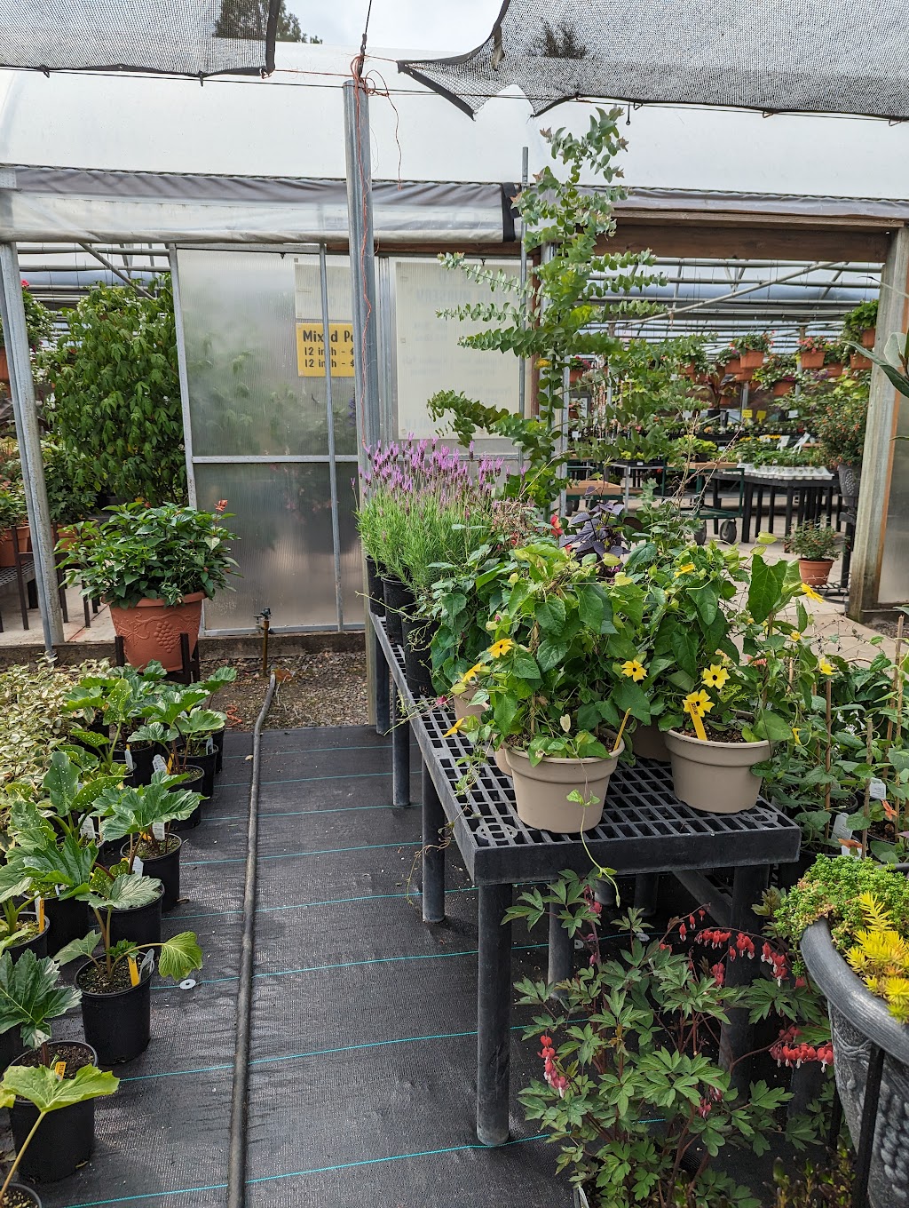 N&M Herb Nursery | 11702 Feller Rd NE, Hubbard, OR 97032, USA | Phone: (503) 981-9060