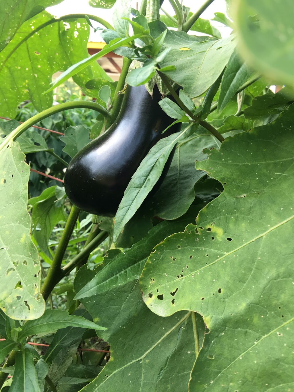 Marshalls Produce - Tomatoes & Such (closed for the 2020 season) | 95 Royce Webster Dr, Apex, NC 27523, USA | Phone: (919) 524-1414