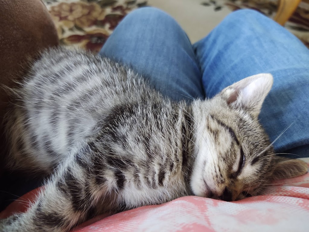 Waynesburg Animal Hospital | 2642 Mount Morris Rd, Waynesburg, PA 15370, USA | Phone: (724) 627-5550