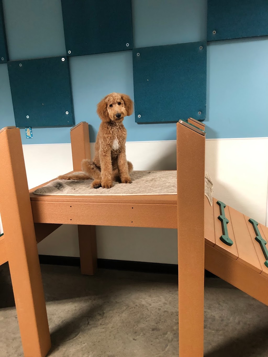 Tabby & Jacks Pet Supplies, Grooming and Doggie Daycare | 2970 Cahill Main, Fitchburg, WI 53711, USA | Phone: (608) 277-5900