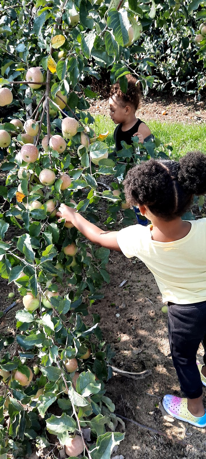 J & M Fruit Farm (Eshleman) | 753 E Maple St, Clyde, OH 43410, USA | Phone: (419) 547-9584