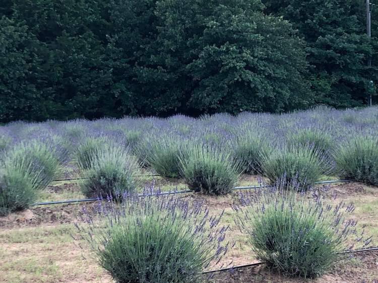 Lavender Ridge Farms & Café | 2391 Co Rd 178, Gainesville, TX 76240, USA | Phone: (940) 665-6938