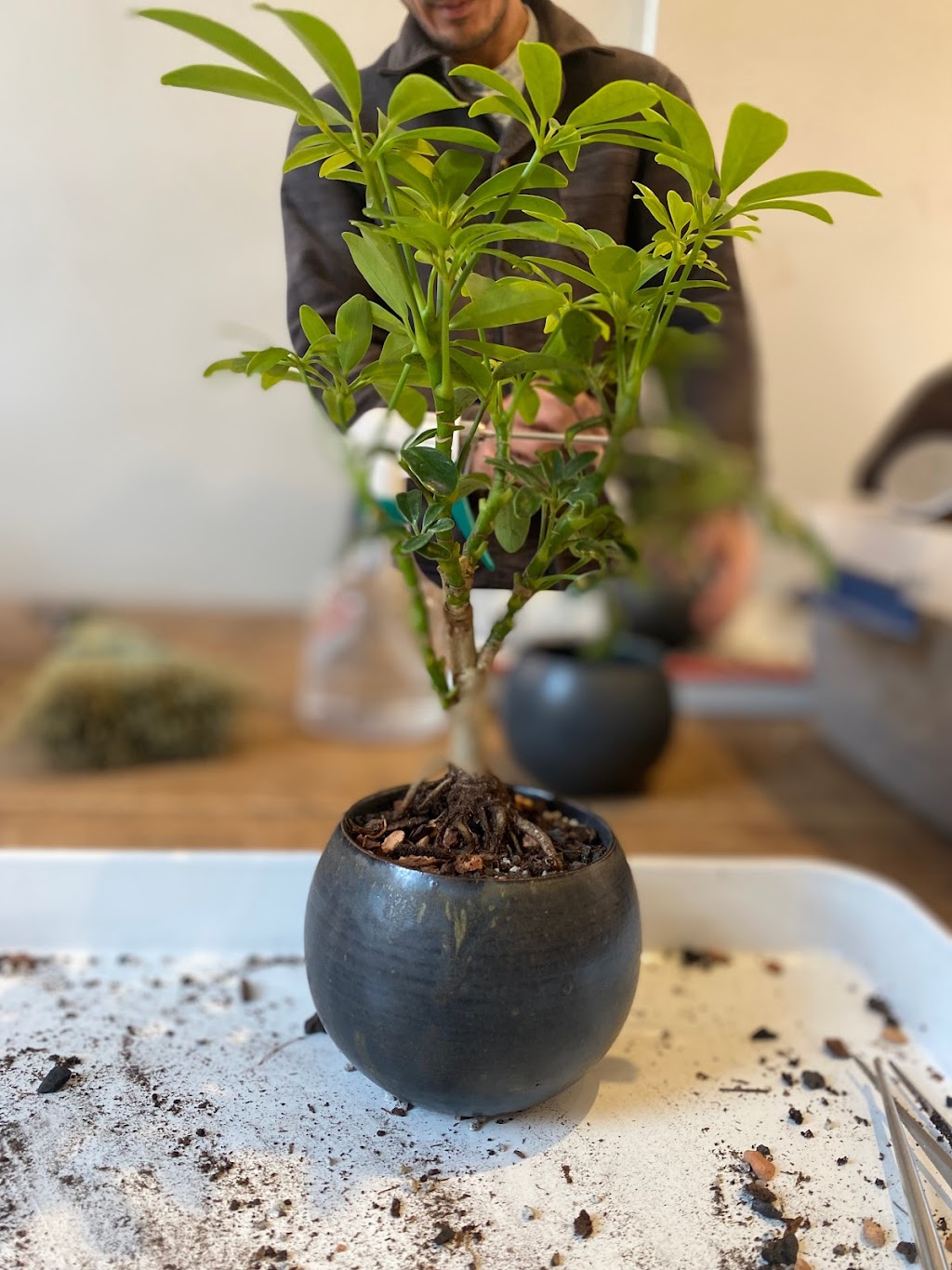 Bonsai Shop by Dandy Farmer | 14 Clermont Ave, Brooklyn, NY 11205, USA | Phone: (646) 481-4423