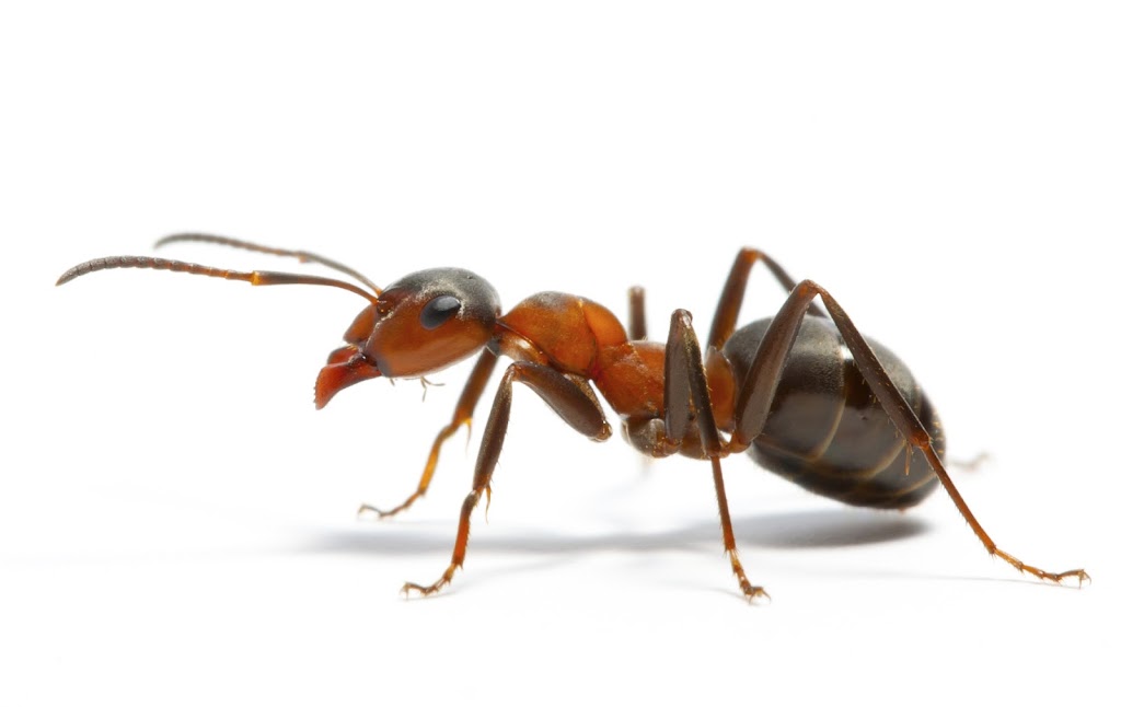 Alta Pest Control | 5460 S Garnett Rd Suite N, Tulsa, OK 74146, USA | Phone: (918) 236-0056