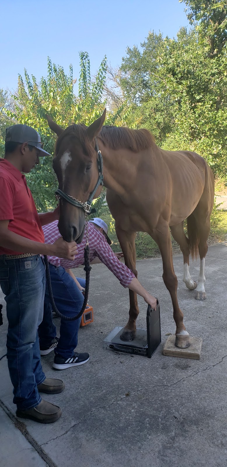 Equine Sports Medicine & Surgery | 2991 Interstate 20 Frontage Rd, Weatherford, TX 76087, USA | Phone: (817) 596-2829
