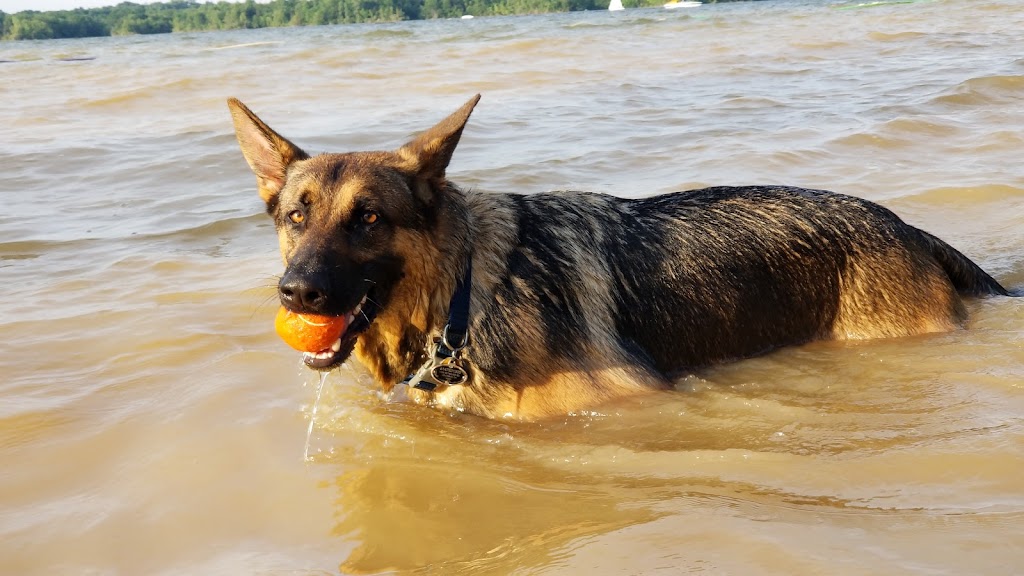 Friends of Alum Creek Dog Park | 3993 Hollenback Rd, Lewis Center, OH 43035, USA | Phone: (740) 548-4631