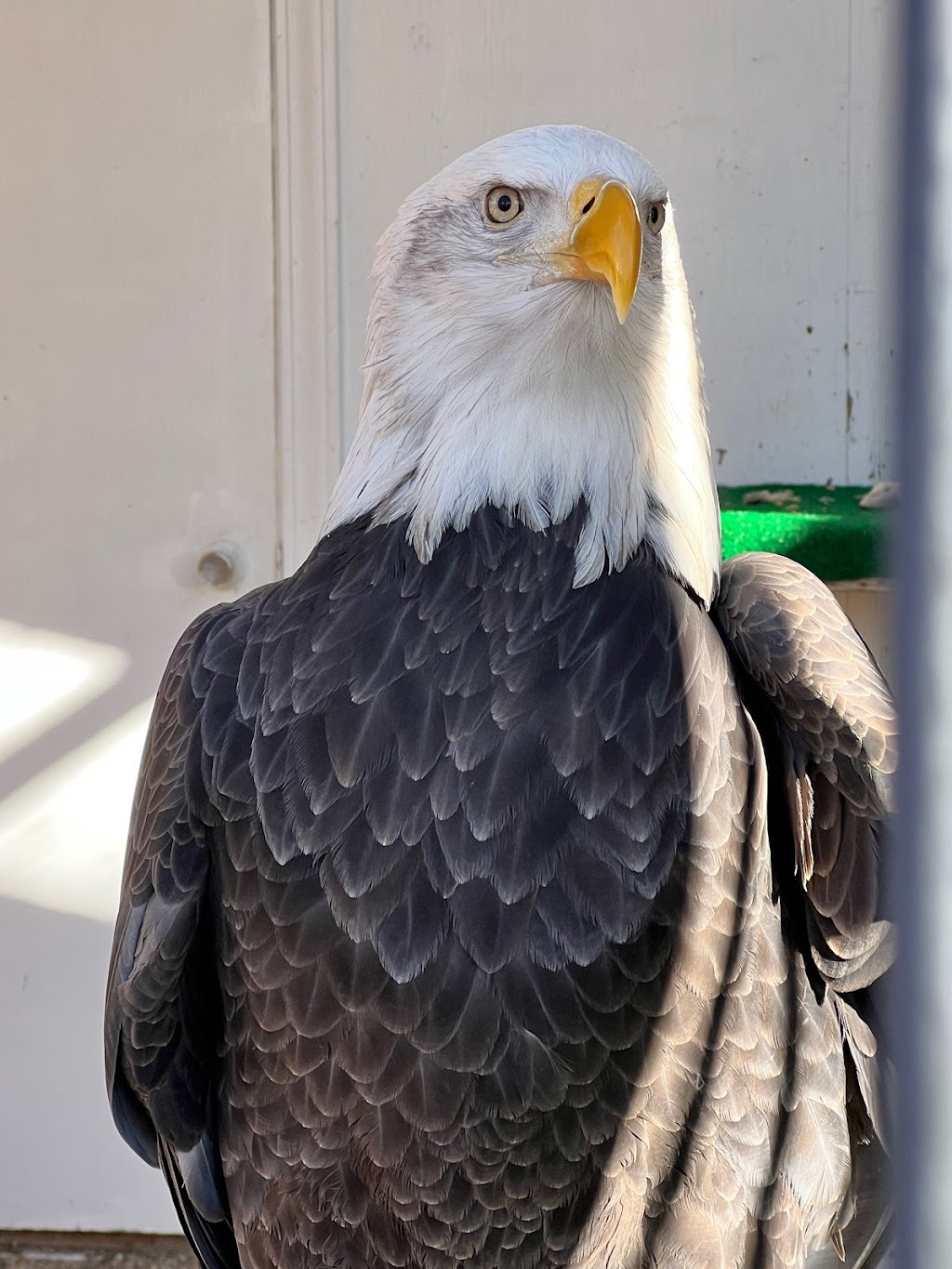 The Peregrine Funds World Center For Birds of Prey | 5668 W Flying Hawk Ln, Boise, ID 83709, USA | Phone: (208) 362-8687