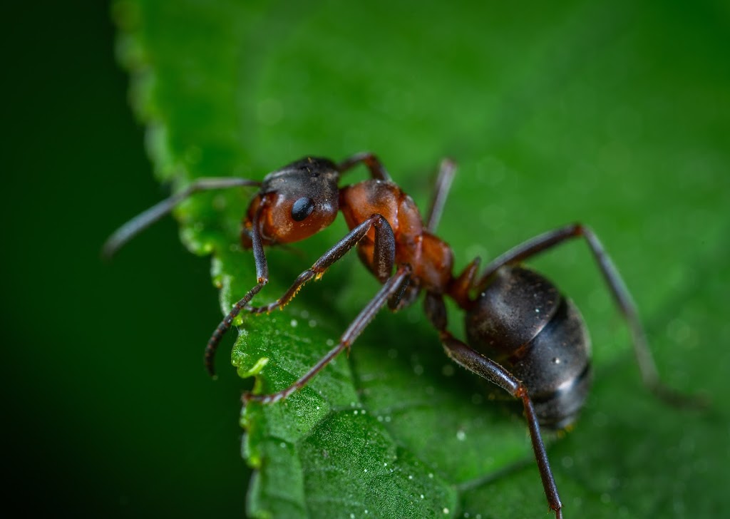 Neuse Termite & Pest Control | 308 Harmony Creek Pl, Apex, NC 27539, USA | Phone: (919) 553-9888