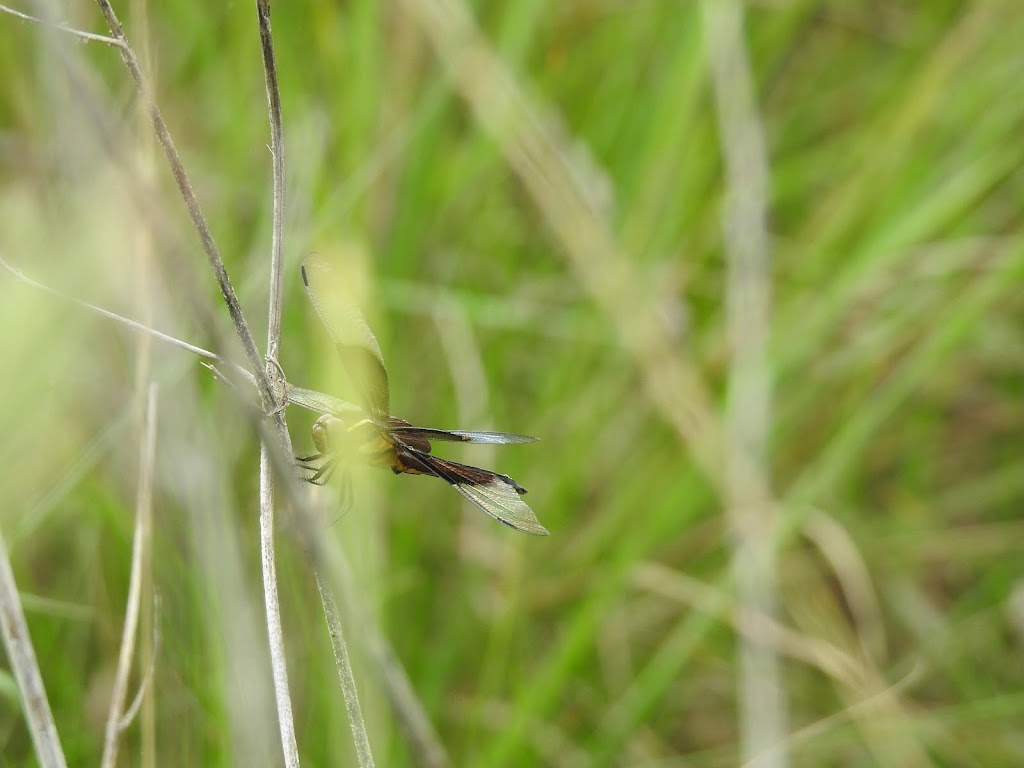 Paul Mathews Nature Preserve now Clymer Meadows | Greenville, TX 75401, USA | Phone: (903) 568-4139