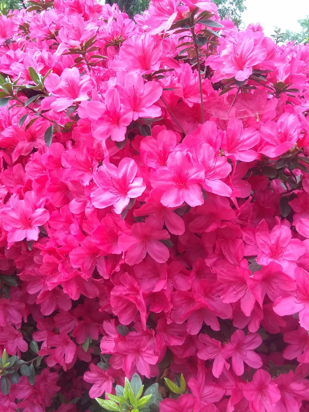 Whitlock Wishhouse | 1113 N Country Club Rd, Muskogee, OK 74403, USA | Phone: (918) 683-3900