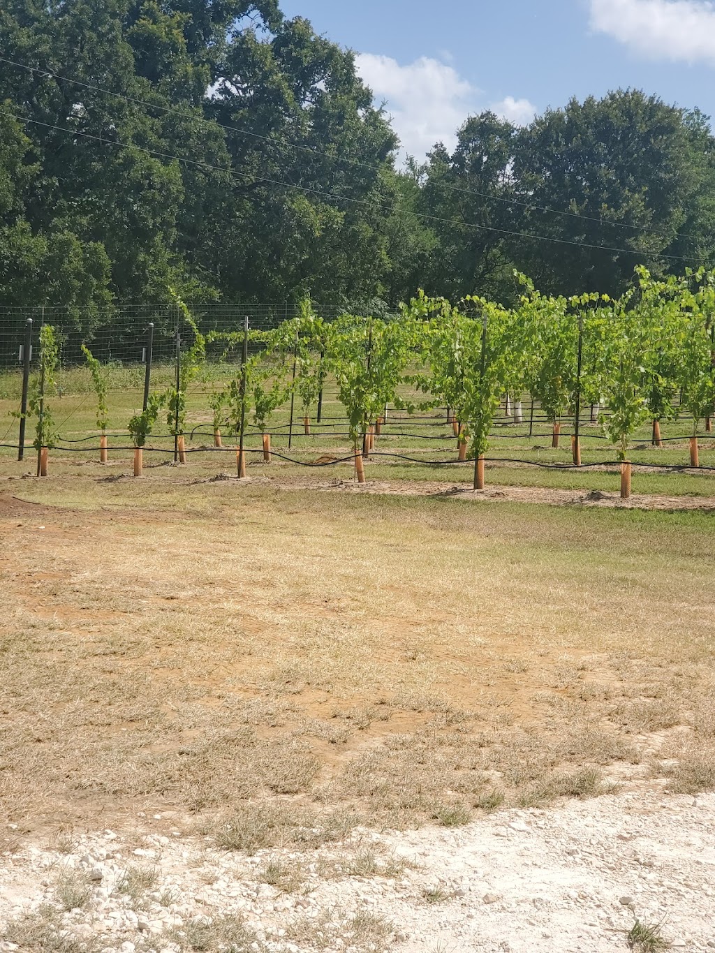 Lost Oak Winery | 8101 County Rd 802, Burleson, TX 76028, USA | Phone: (817) 426-6625