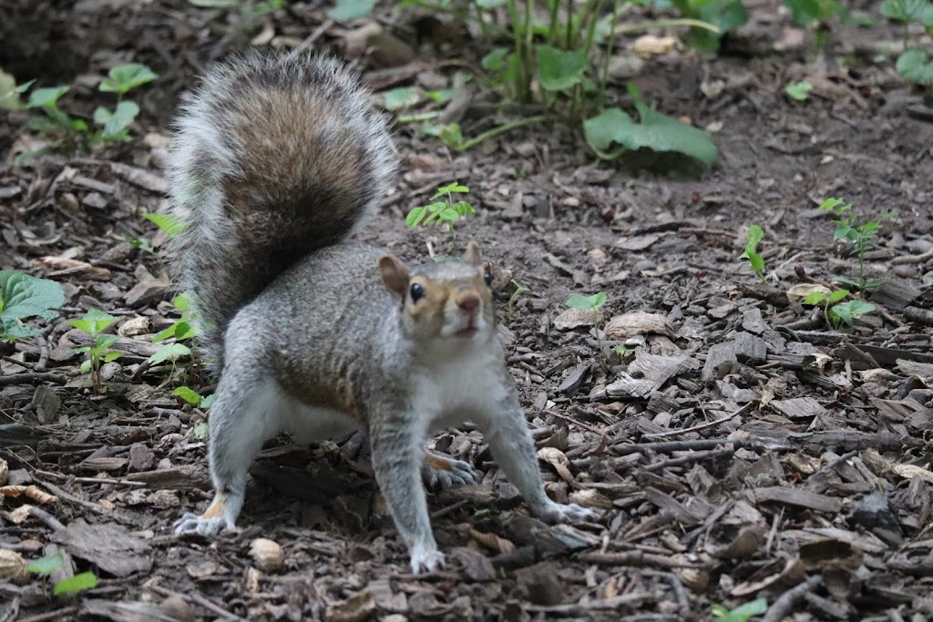 Tompkins Square Park | E 10th St, New York, NY 10009, USA | Phone: (212) 639-9675