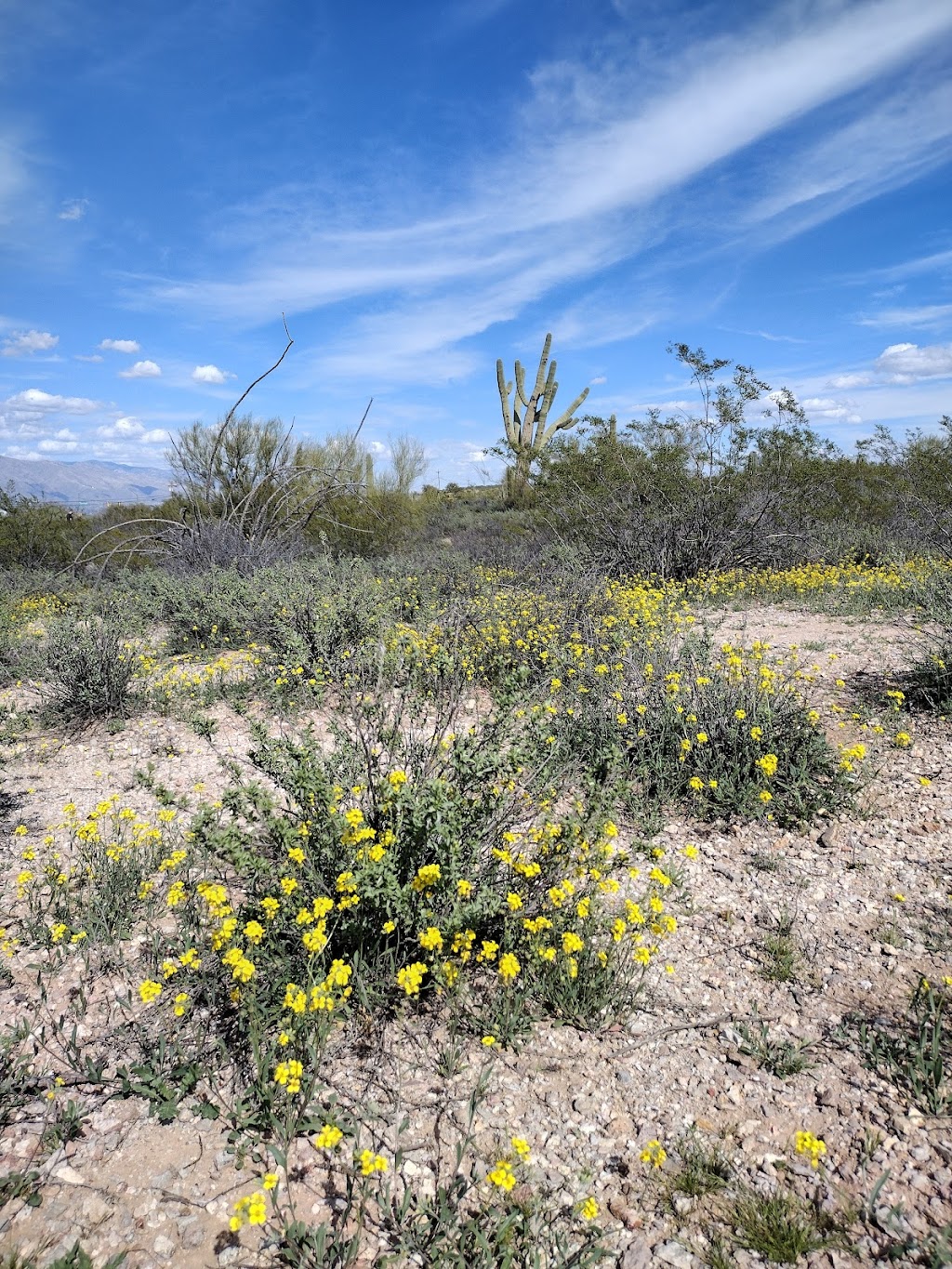 Pima County 36th Street Trailhead | 3280 W 36th St, Tucson, AZ 85713, USA | Phone: (520) 877-6000