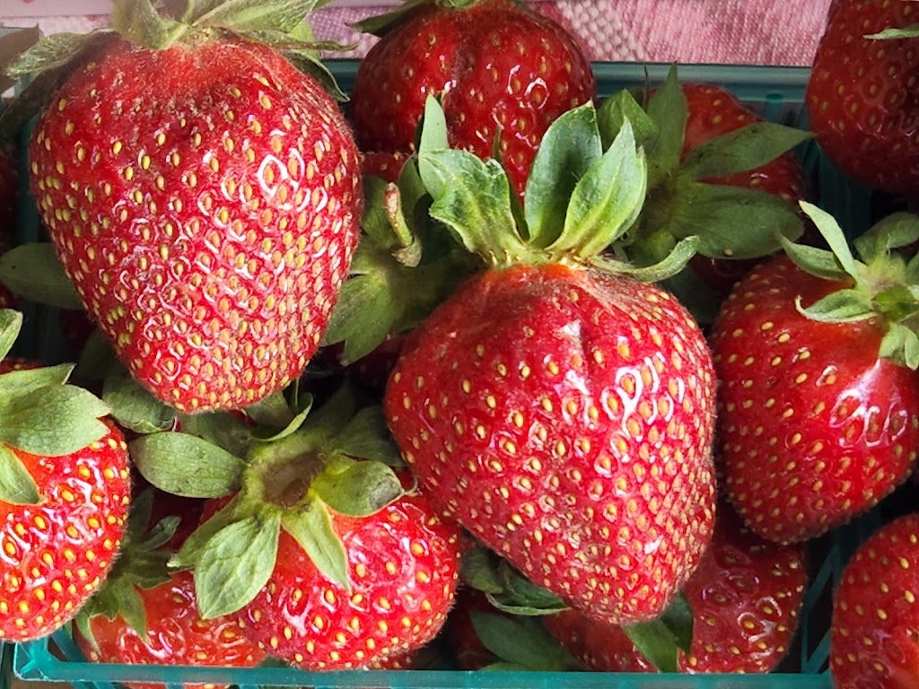 Strawberry patch AKA Bell Berries | 14891 Bell Dr, Livingston, CA 95334, USA | Phone: (209) 996-2634