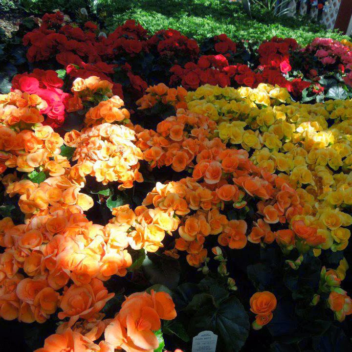 Wistinghausen Florist & Greenhouse | 114 Townline St, Oak Harbor, OH 43449, USA | Phone: (419) 898-4221