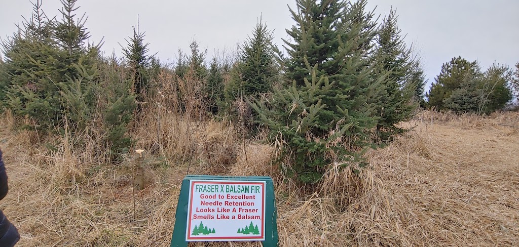 Newell Family Christmas Tree Farm | 22744 Olgilvie, Avenue North, Scandia, MN 55073, USA | Phone: (651) 433-3522