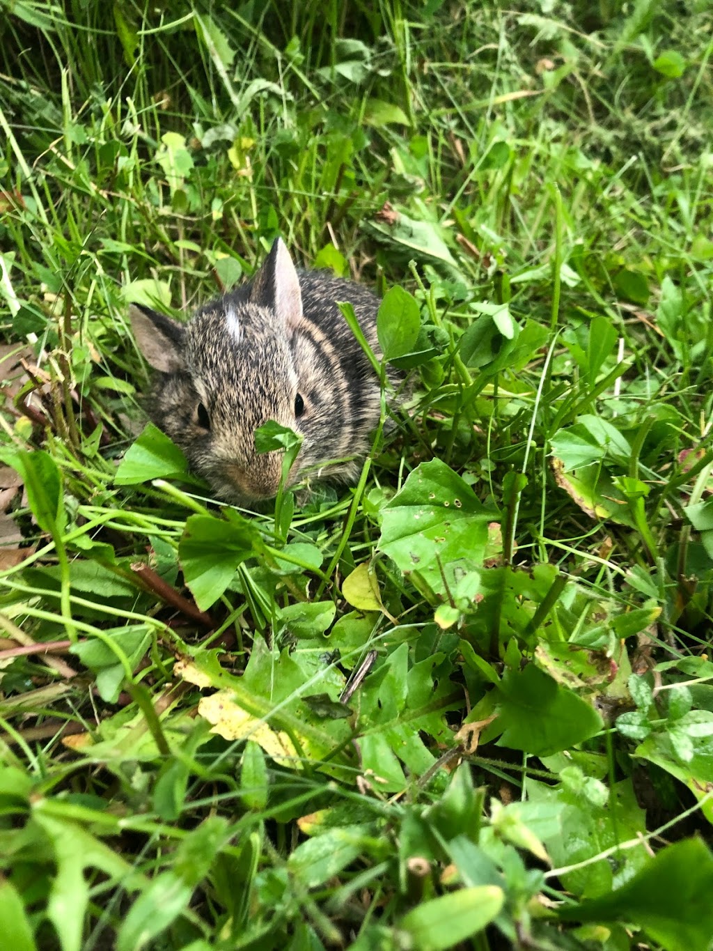 Liberty Creek Wildlife Area | Town Line Rd, Albany, WI 53502, USA | Phone: (608) 266-2621