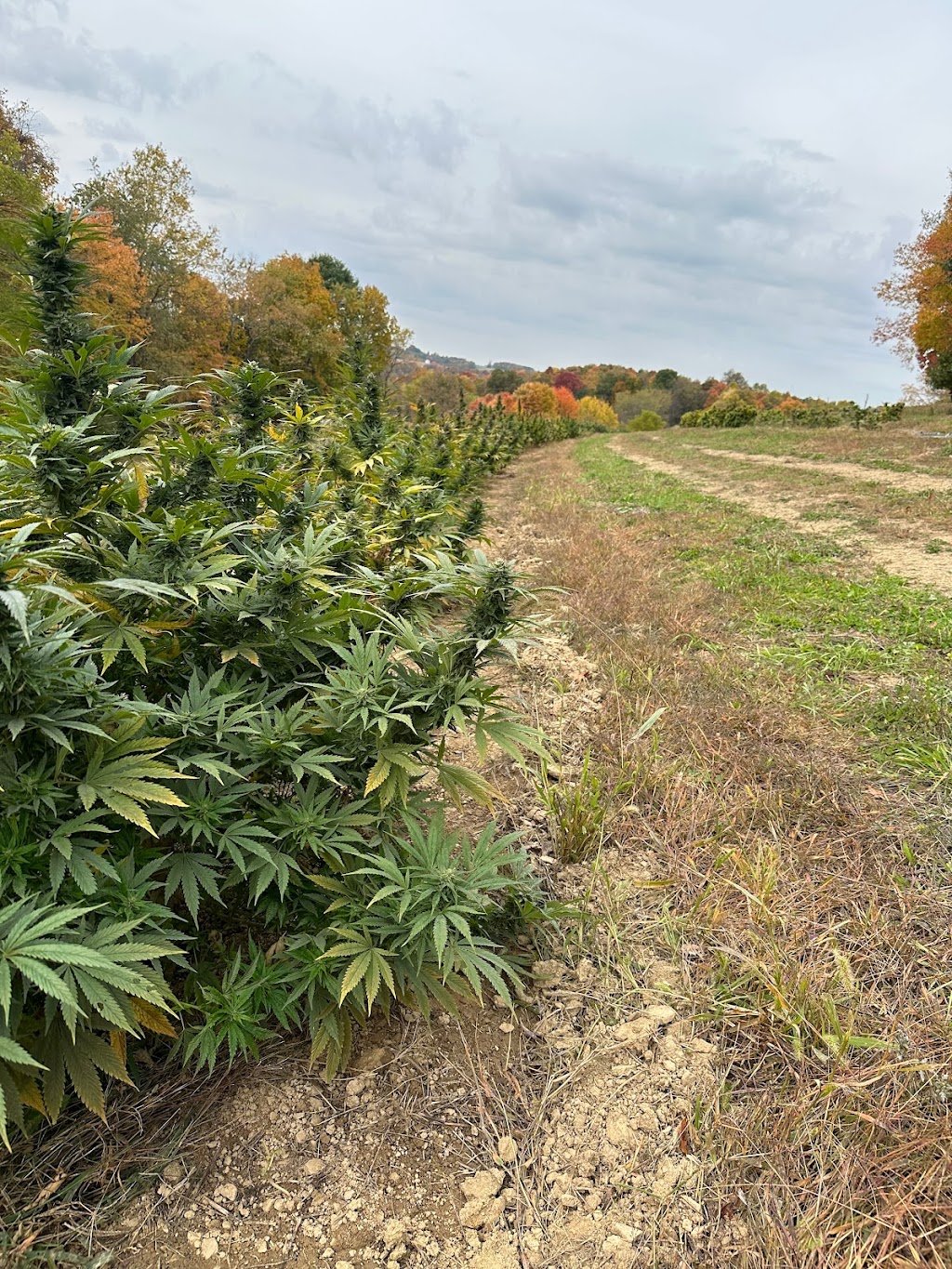 Seven acre farms CBD | 173 S Main St, Slippery Rock, PA 16057, USA | Phone: (724) 496-4329