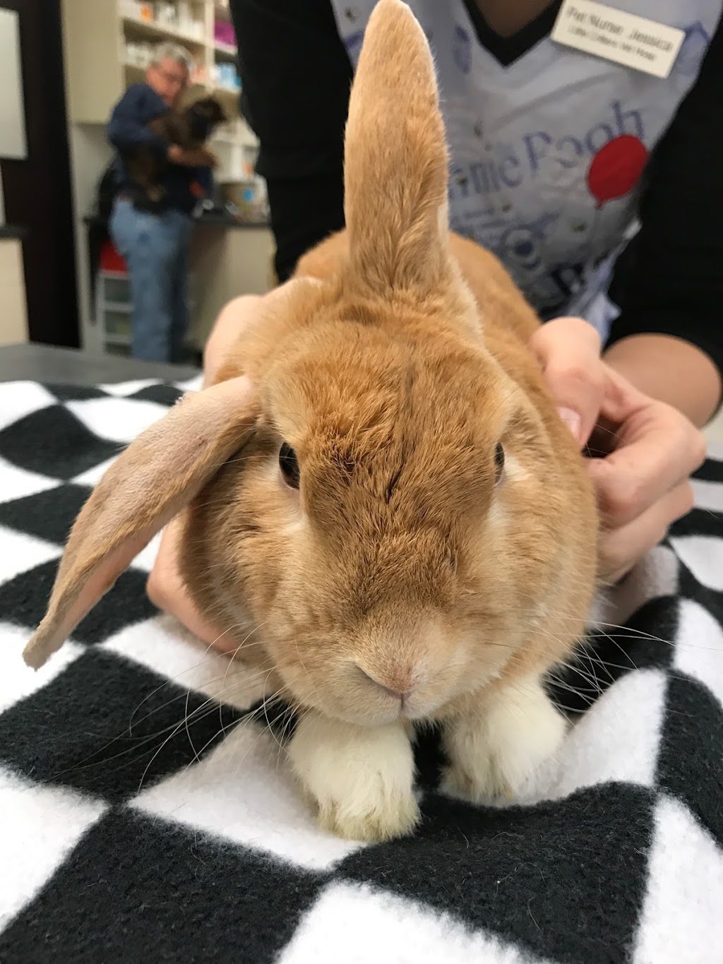 Little Critters Veterinary Hospital | 1525 N Gilbert Rd #C-101, Gilbert, AZ 85234, USA | Phone: (480) 696-7744 Little Critters Veterinary Hospital | 1525 N Gilbert Rd #C-101, Gilbert, AZ 85234, USA | Phone: (480) 696-7744