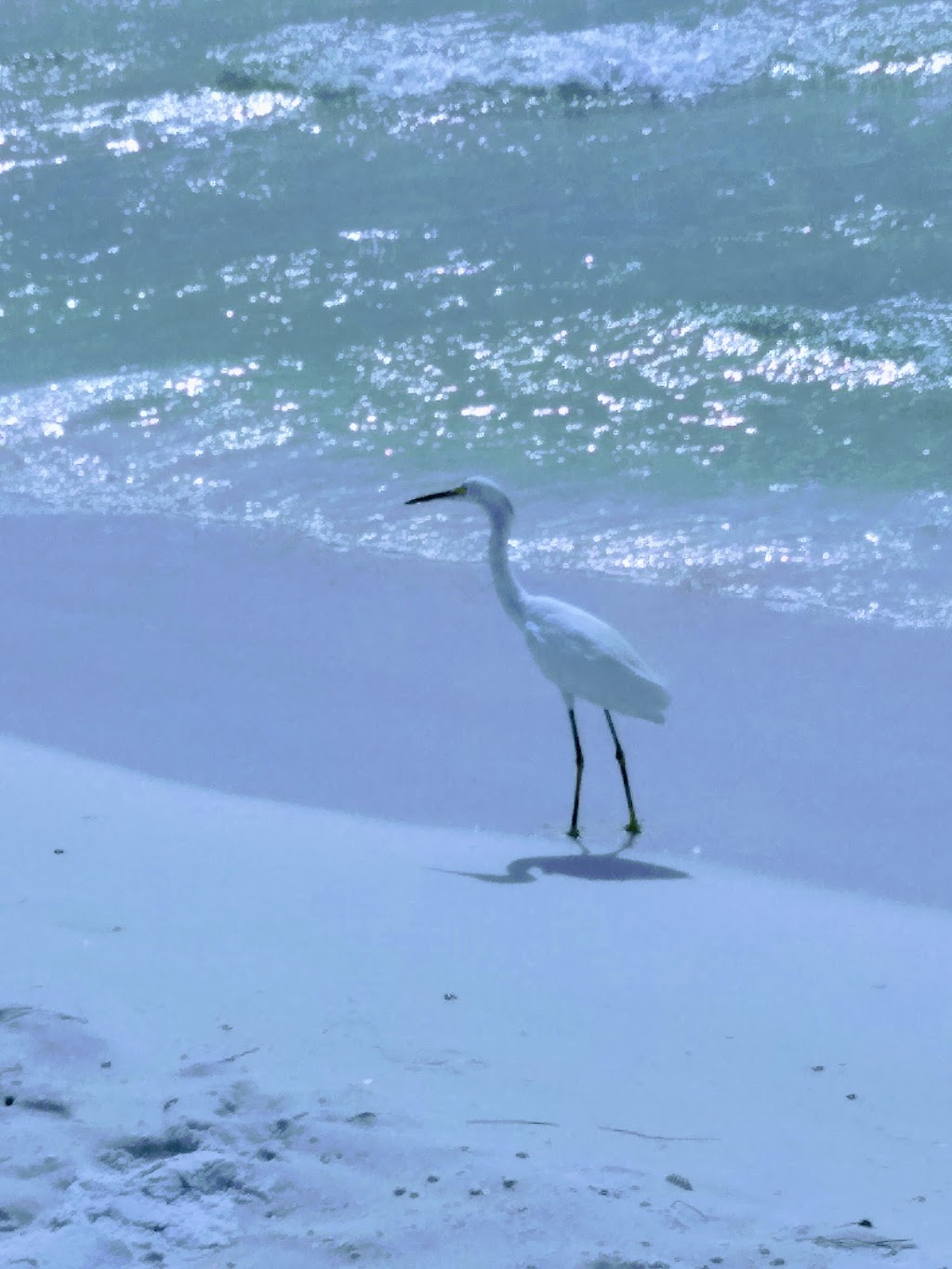 Siesta Sands On the Beach | 118 Beach Rd, Sarasota, FL 34242, USA | Phone: (941) 349-1929