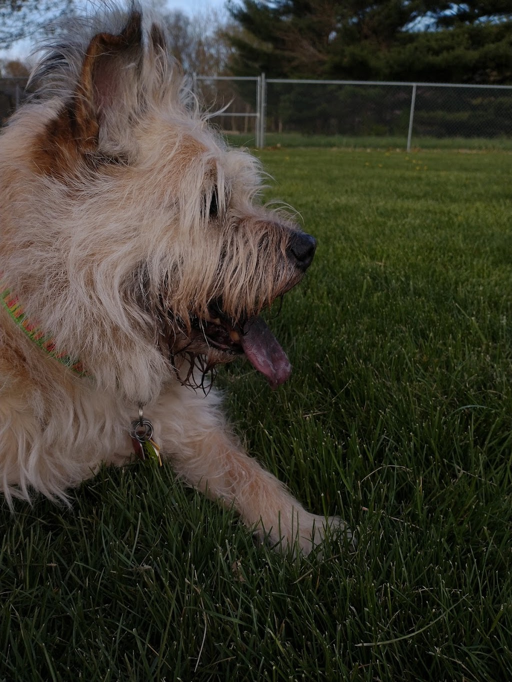 K-9 Field of Dreams Dog Park | 16618 Township Rd 208, Findlay, OH 45840, USA | Phone: (419) 425-7275