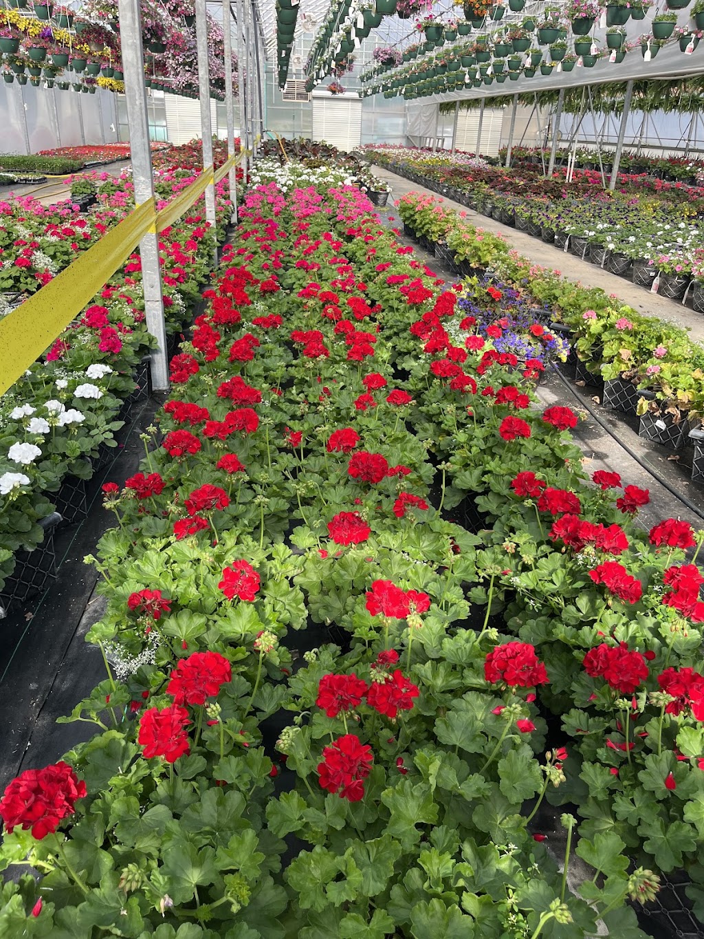 Lowes Greenhouse, Florist & Gift Shop | 16540 Chillicothe Rd, Chagrin Falls, OH 44023, USA | Phone: (440) 543-5123