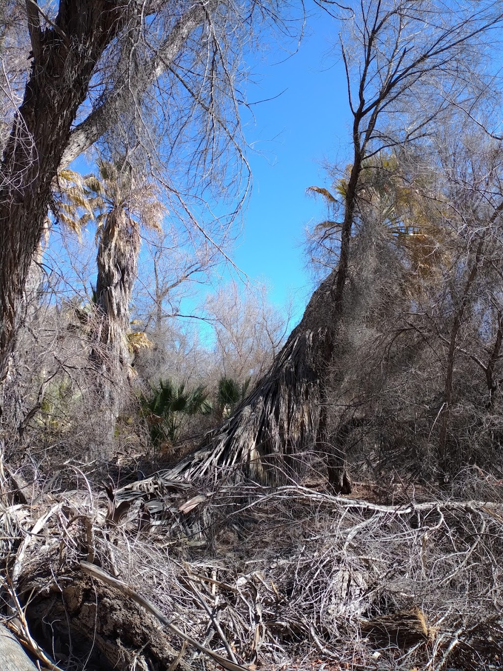 Hassayampa River Preserve | 49614 U.S. Hwy 60 89, Wickenburg, AZ 85390, USA | Phone: (928) 684-2772