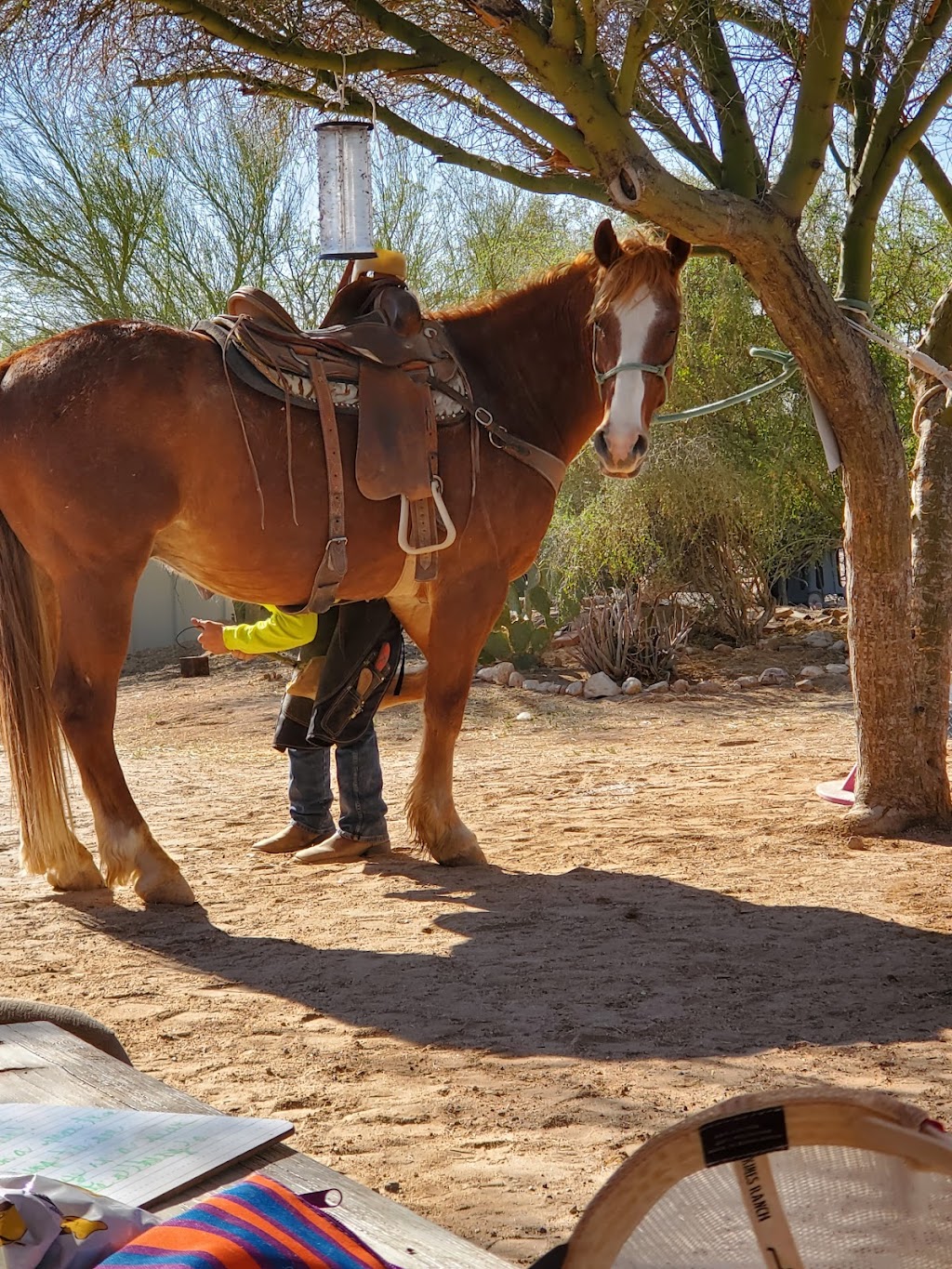 Catalina Horseback Riding | 245 E Ina Rd, Tucson, AZ 85704, USA | Phone: (520) 631-3787