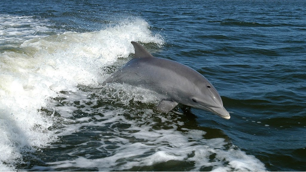 Anna Maria Island Dolphin Tours | 5325 Marina Dr, Holmes Beach, FL 34217, USA | Phone: (941) 281-3461