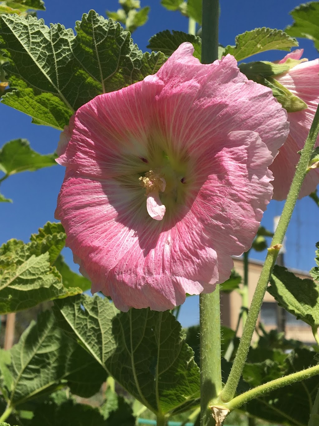 GreenValley Pest Management | 20 Entranosa Ln, Sandia Park, NM 87047, USA | Phone: (505) 435-7000