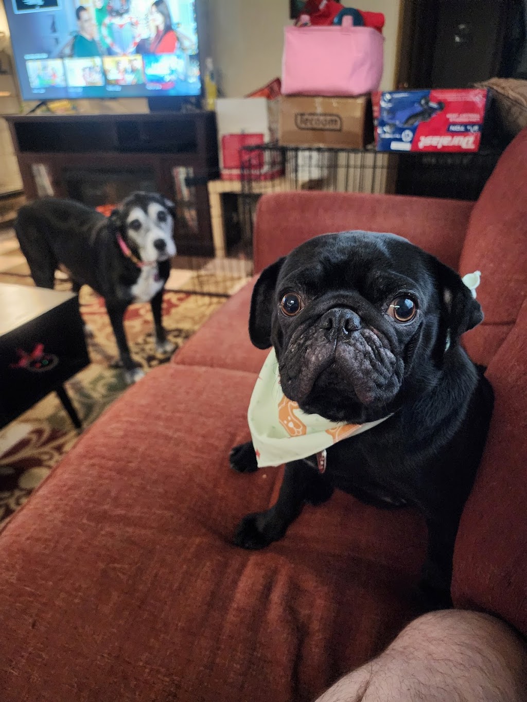 Gentle Doctor Veterinary Clinic | 4134 W County Rd 42 W, Savage, MN 55378, USA | Phone: (952) 895-8486