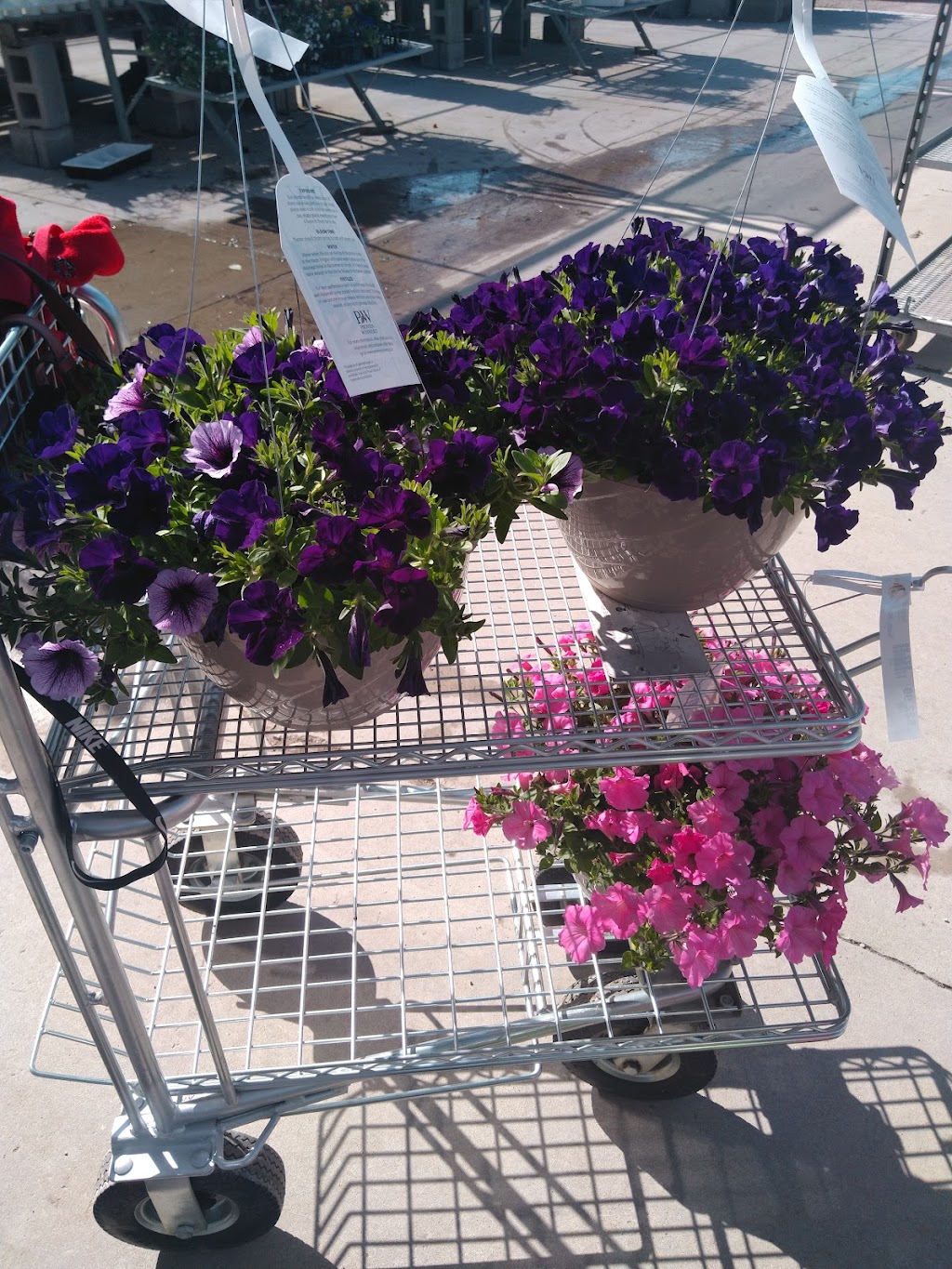 Barretts Showplace Gardens & Flower Shop | 1033 W Beecher St, Adrian, MI 49221, USA | Phone: (517) 781-7750