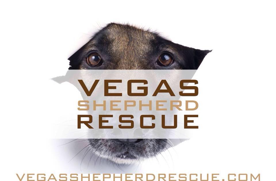 Vegas Shepherd Rescue | 2620 Regatta Dr, Las Vegas, NV 89128 | Phone: (702) 706-7437