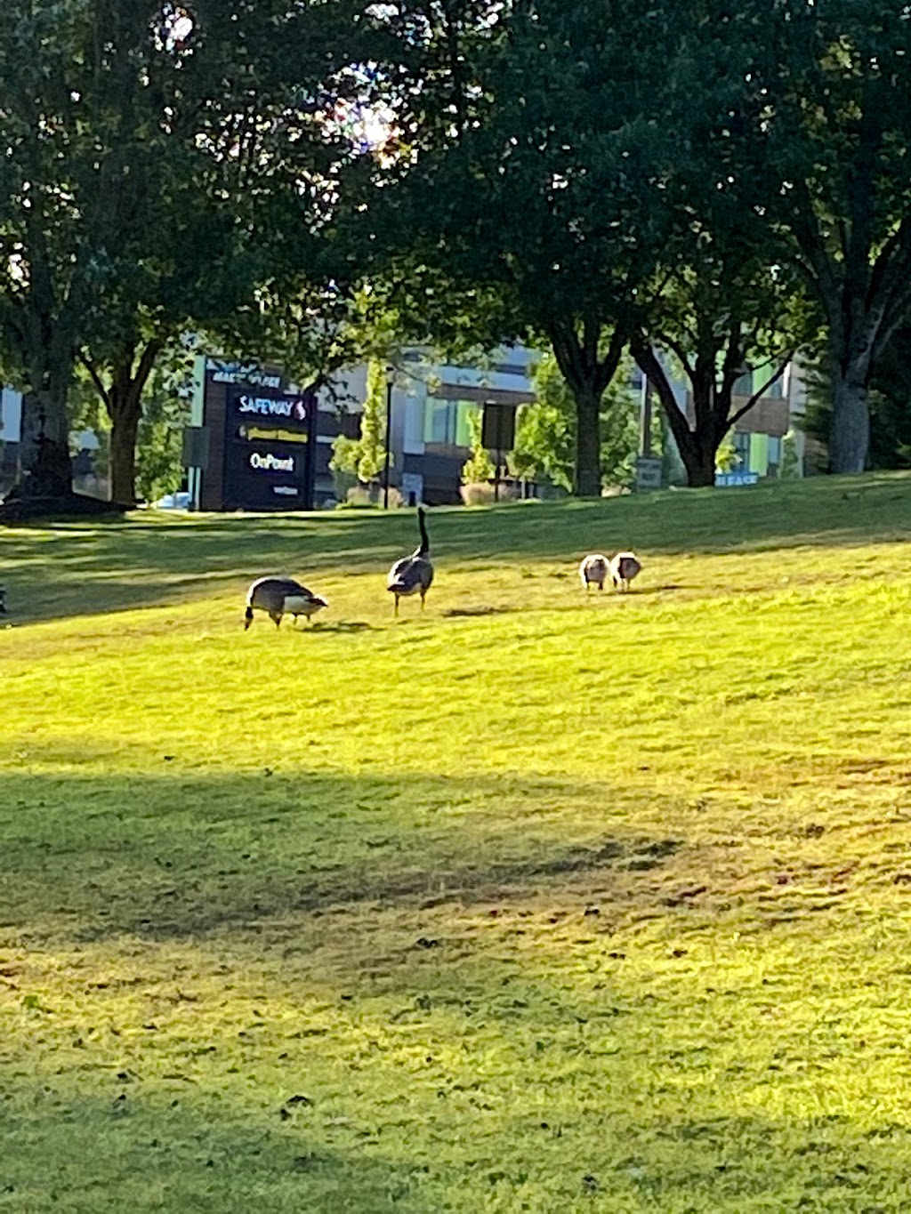 Summerlake City Park | 11450 SW Winter Lake Dr, Tigard, OR 97223, USA | Phone: (503) 718-2641