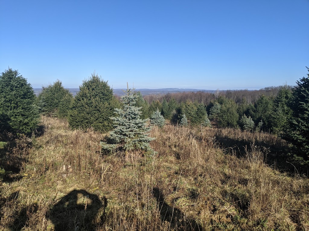 Buttenschon Christmas Tree Farm | 9663 Luke Rd, Marcy, NY 13403, USA | Phone: (315) 865-4849