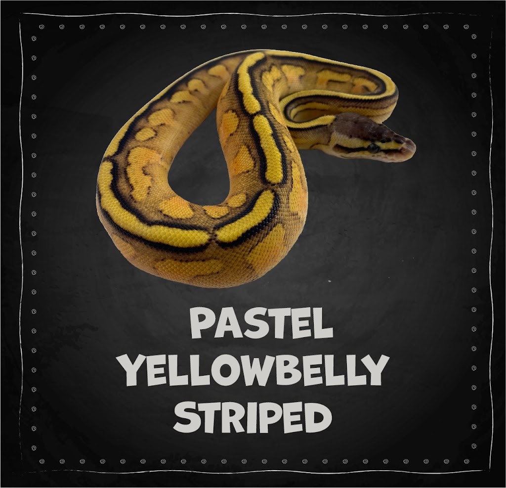 The Painted Reptile | 18730 W Oxnard St #215, Tarzana, CA 91356, USA | Phone: (818) 654-9441