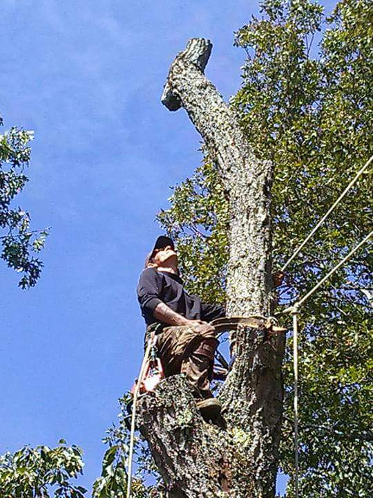 Bs tree service | 12278Rockhouse rd, Vance, AL 35490, USA | Phone: (205) 545-6312