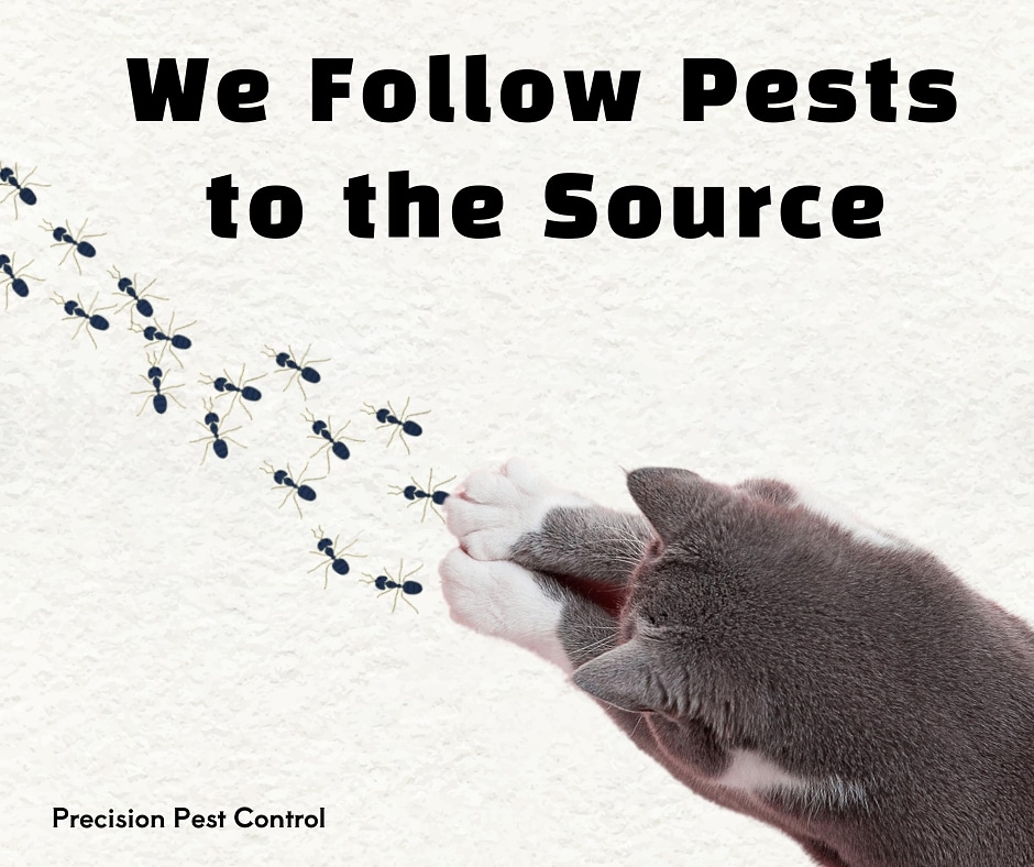Precision Pest Control | 4498 Pecos Point, Schertz, TX 78108, USA | Phone: (210) 840-3111