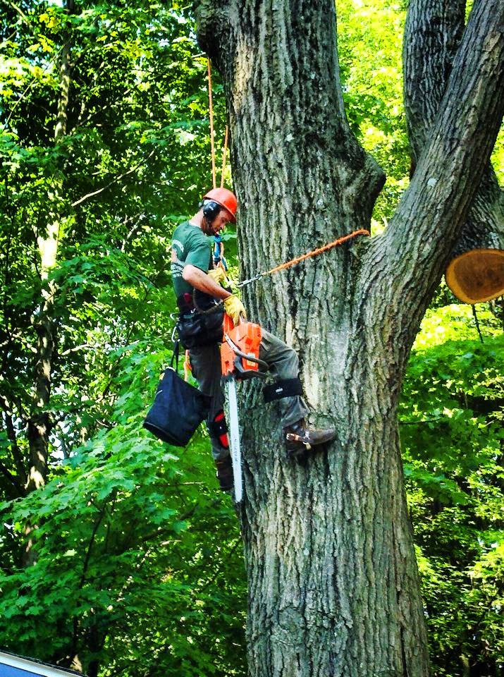 Adirondack Tree Surgeons Inc | 353 Gurn Springs Rd, Gansevoort, NY 12831, USA | Phone: (518) 792-2225