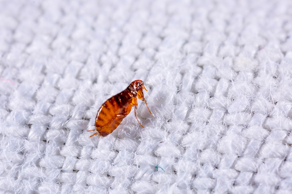 County Termite & Pest Control | 1872 Pleasantville Rd STE 172, Briarcliff Manor, NY 10510, USA | Phone: (914) 737-0474