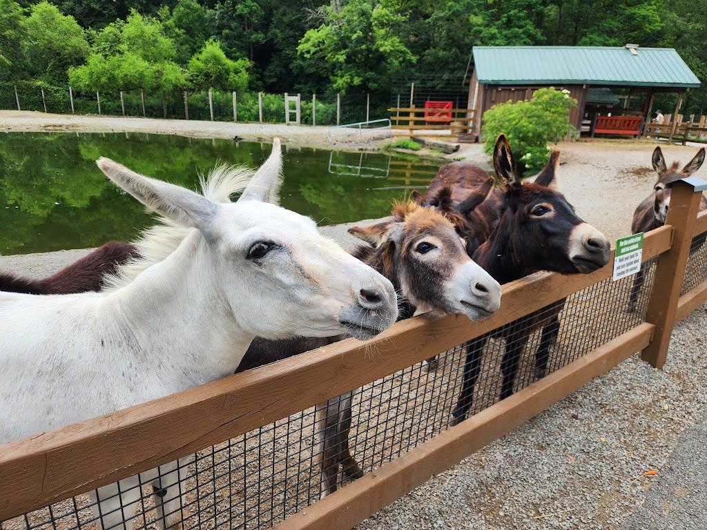 Living Treasures Animal Park | 288 PA-711, Jones Mills, PA 15646, USA | Phone: (724) 593-8300