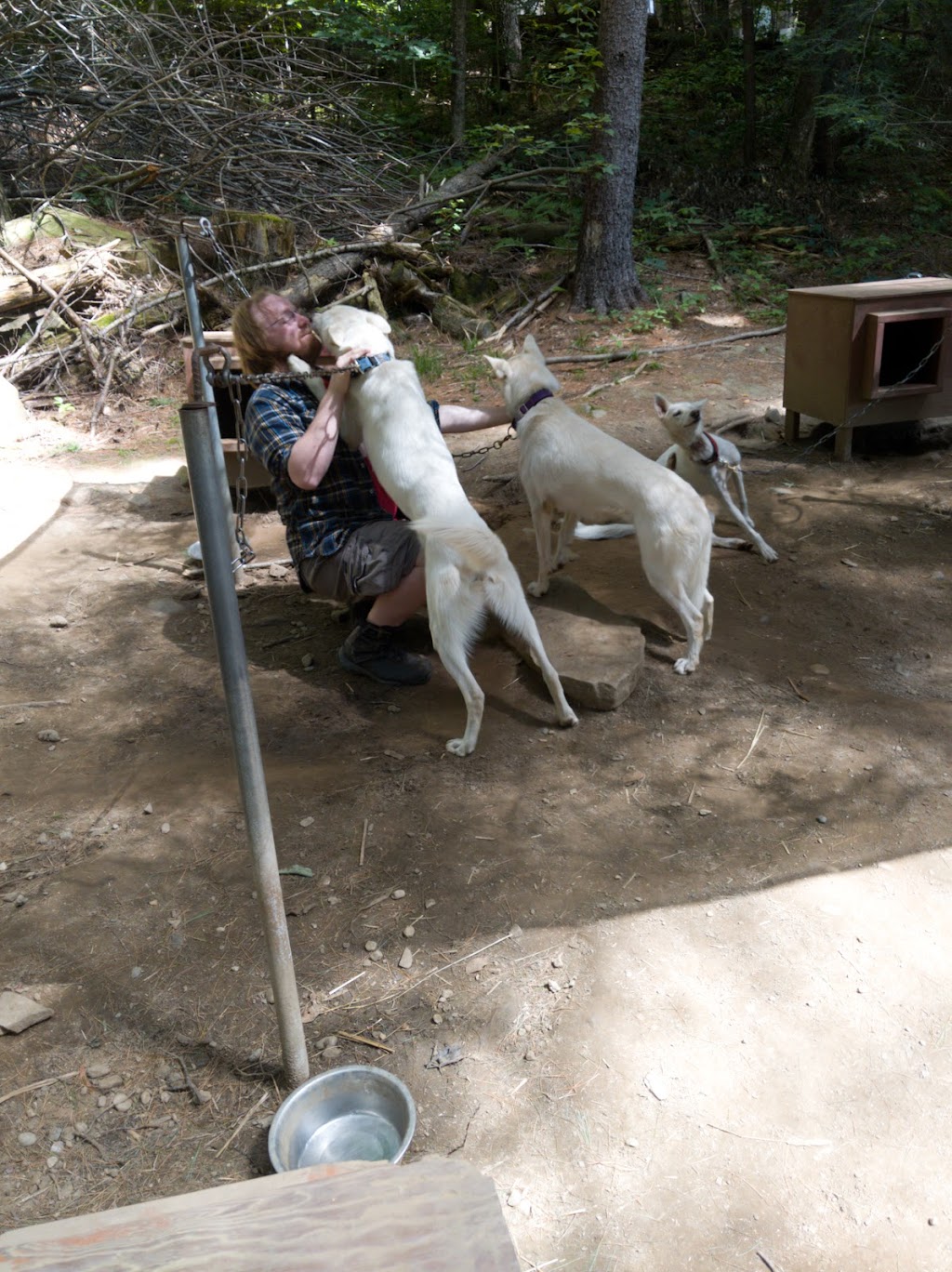 Hilltown Sleddogs | 27 Mt Rd, West Chesterfield, MA 01084 | Phone: (413) 296-0187