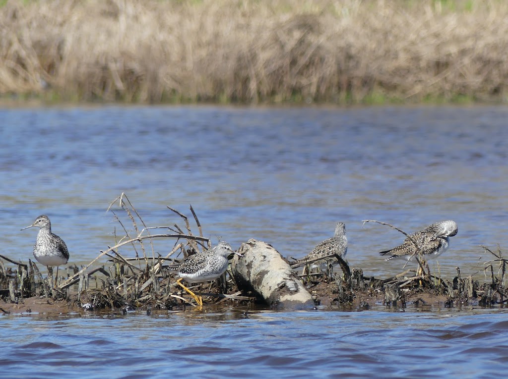 St. Croix Islands State Wildlife Area | Somerset, WI 54025, USA | Phone: (888) 936-7463