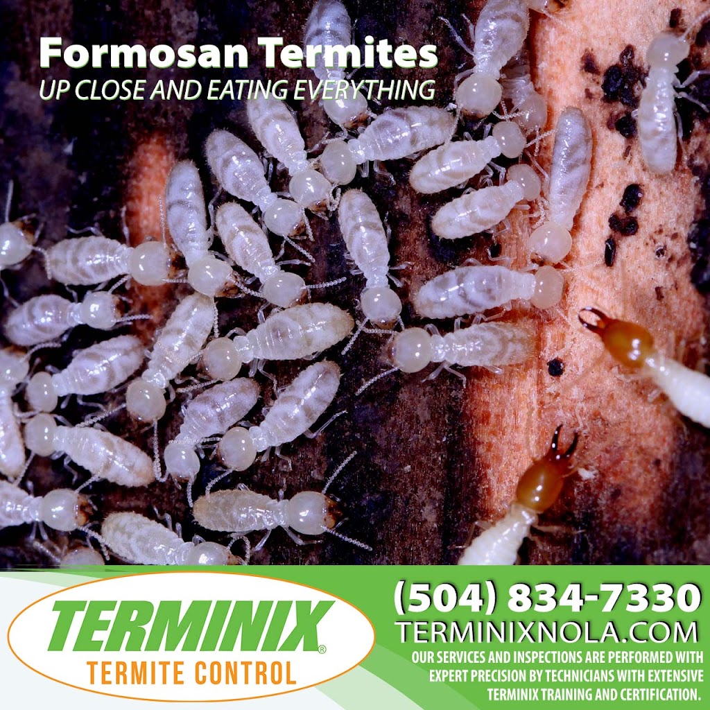 Terminix Northshore | 4990 LA-22 Suite A, Mandeville, LA 70471, USA | Phone: (985) 892-4450