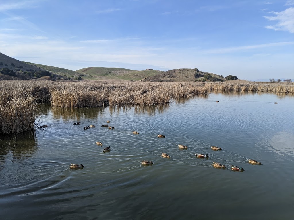 Coyote Hills Regional Park | 8000 Patterson Ranch Rd, Fremont, CA 94555, USA | Phone: (510) 544-3220