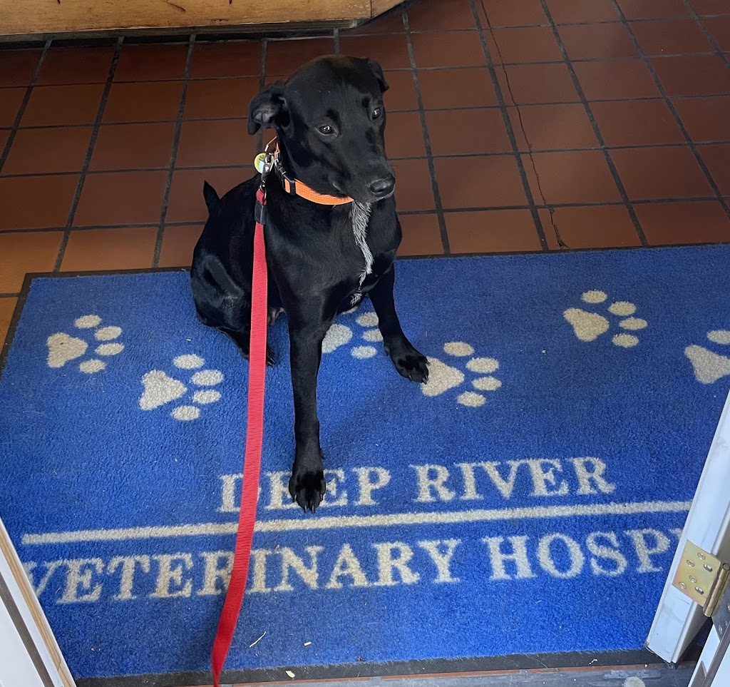 Deep River Veterinary Hospital | 5231 W Wendover Ave, High Point, NC 27265, USA | Phone: (336) 884-8848
