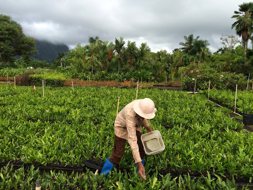 Tien Nursery/Kapolei Nursery | 41-555 Waikupanaha St, Waimanalo, HI 96795, USA | Phone: (808) 259-8436