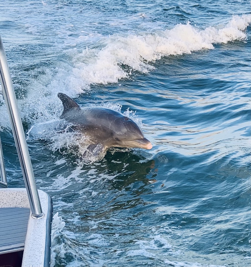 Anna Maria Island Dolphin Tours | 5325 Marina Dr, Holmes Beach, FL 34217, USA | Phone: (941) 281-3461